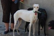 YANG, PRECIOSO GALGO EN ADOPCIÓN.