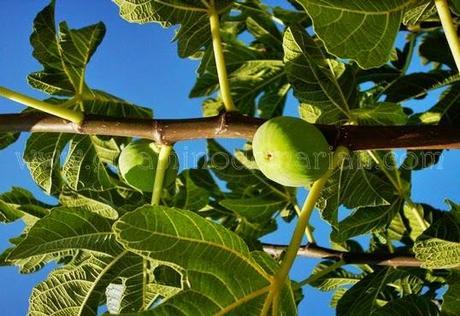 Recogiendo del bosque los frutos silvestres del otoño