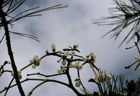 Recogiendo del bosque los frutos silvestres del otoño