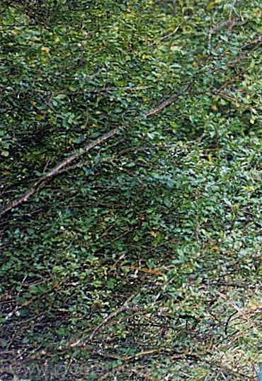 Recogiendo del bosque los frutos silvestres del otoño