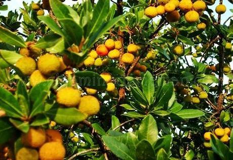 Recogiendo del bosque los frutos silvestres del otoño