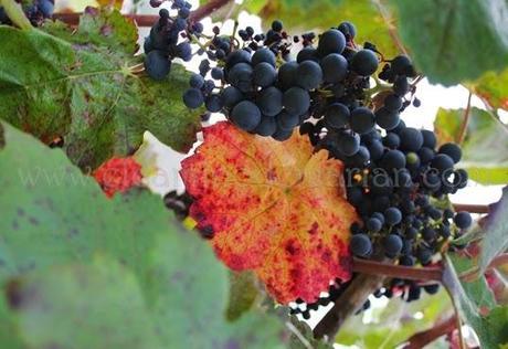 Recogiendo del bosque los frutos silvestres del otoño