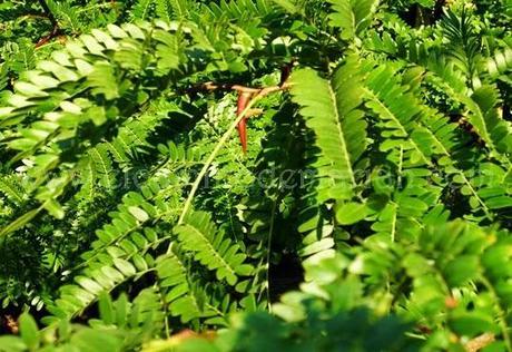 Recogiendo del bosque los frutos silvestres del otoño