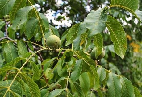 Recogiendo del bosque los frutos silvestres del otoño