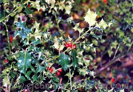 Recogiendo del bosque los frutos silvestres del otoño