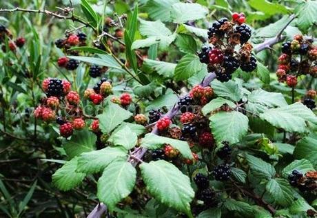 Recogiendo del bosque los frutos silvestres del otoño