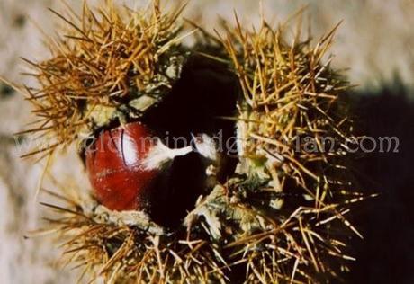 Recogiendo del bosque los frutos silvestres del otoño