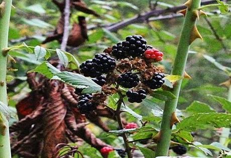 Recogiendo del bosque los frutos silvestres del otoño