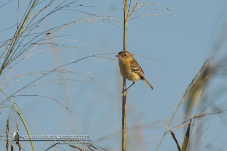 Tachurí canela (Bearded Tachuri) Polystictus pectoralis