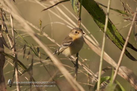 Tachurí canela (Bearded Tachuri) Polystictus pectoralis