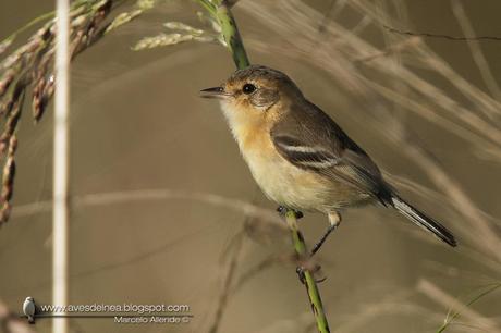 Tachurí canela (Bearded Tachuri) Polystictus pectoralis