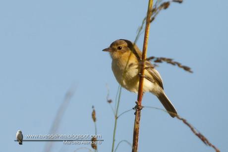 Tachurí canela (Bearded Tachuri) Polystictus pectoralis