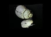 Estos escarabajos seres blancos naturaleza