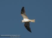 Milano blanco (White-tailed Kite) Elanus leucurus
