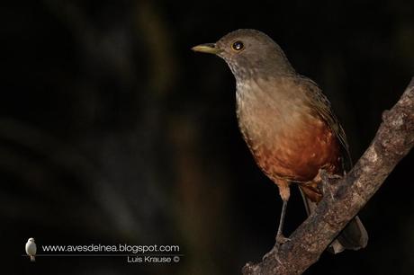 Zorzal colorado ( Rufous-bellied Thrush) Turdus rufiventris
