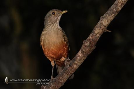 Zorzal colorado ( Rufous-bellied Thrush) Turdus rufiventris