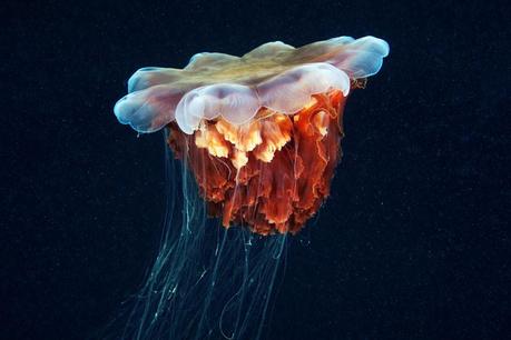 Jellyfish by Alexander Semenov