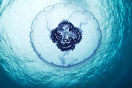 Jellyfish by Alexander Semenov