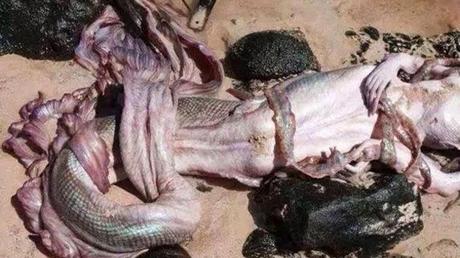 Una “sirena” muerta en la playa conmociona a México (Fotos y video)