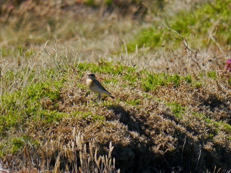 Las primeras collalbas