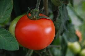 tomate4 Tomate, un redondo y sabroso antioxidante 