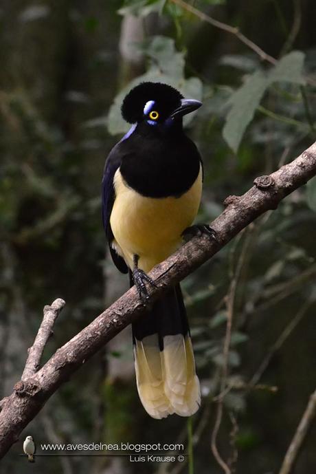 Urraca común (Plush-crested Jay) Cyanocorax chrysops Urraca común (Plush-crested Jay) Cyanocorax chrysops