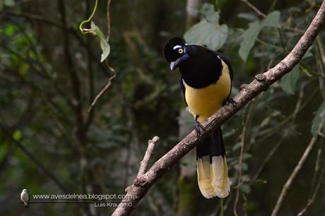 Urraca común (Plush-crested Jay) Cyanocorax chrysops Urraca común (Plush-crested Jay) Cyanocorax chrysops