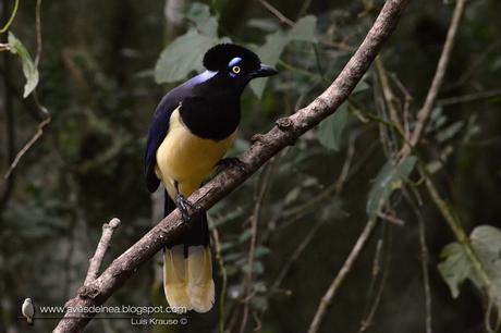 Urraca común (Plush-crested Jay) Cyanocorax chrysops