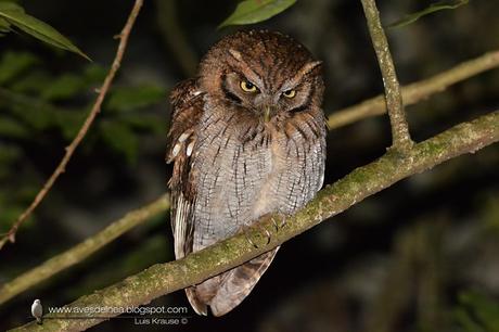 Alilicucú común (Tropical Screech-Owl) Megascops choliba