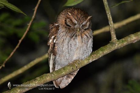 Alilicucú común (Tropical Screech-Owl) Megascops choliba