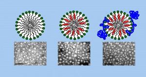 Cientificos argentinos desarrollan nanoestructuras contra el cancer.