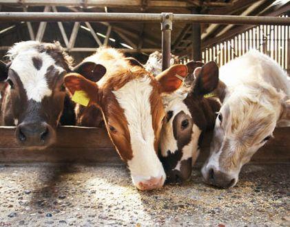 La leche argentina produce cáncer de colon, mamas y próstata.