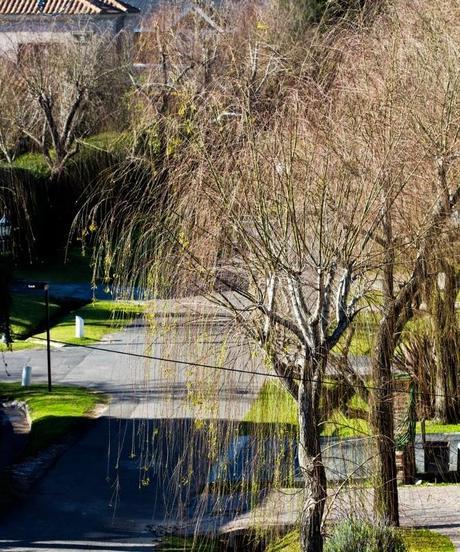 LENTEJAS CON BERENJENAS ASADAS Y TOMATES SECOS LENTEJAS CON BERENJENAS ASADAS Y TOMATES SECOS