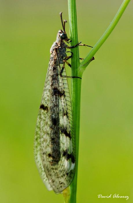 La hormiga león, un animal de ciencia ficción