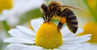 10.Tareas de mantenimiento de las colmenas