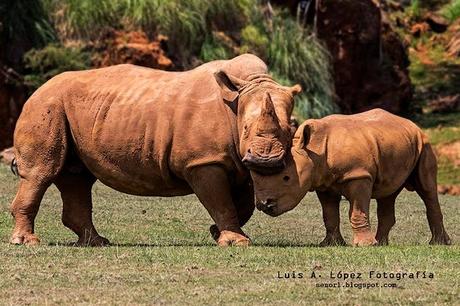 Parque de Cabárceno : Rinocerontes