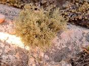 Yerba piedra