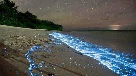 La playa que brilla en la oscuridad (Fotos)