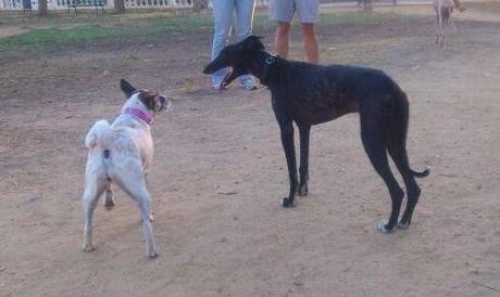 EXTREMADAMENTE URGENTE ADOPCIÓN!! ATOS, VICTIMA DE LA MALDAD PARA DIVERSIÓN DEL SER HUMANO. (HUELVA)