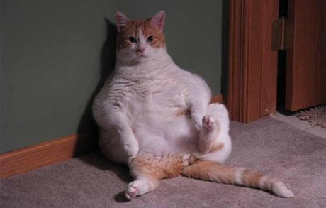 Quemar Grasa Abdominal