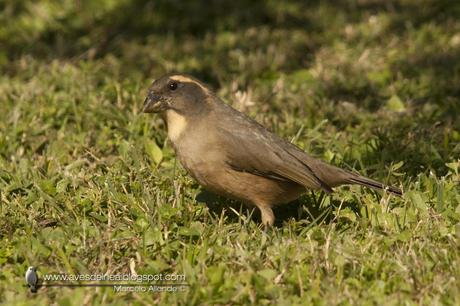 Pepitero de collar (Golden-billed Saltator) Saltator aurantiirostris