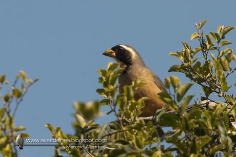 Pepitero de collar (Golden-billed Saltator) Saltator aurantiirostris
