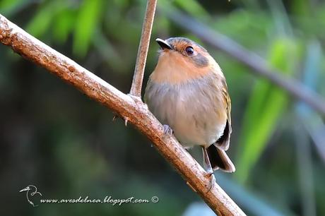 Mosqueta cabeza canela (Ochre-faced Tody-Flycatcher) Poecilotriccus plumbeiceps