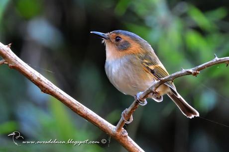 Mosqueta cabeza canela (Ochre-faced Tody-Flycatcher) Poecilotriccus plumbeiceps