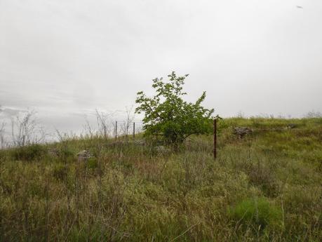 Colaboraciones de Extremadura, caminos de cultura: Villa romana de Araya, en Mérida, en la Lista Roja del Patrimonio