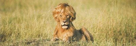 No habrá paz para los rapados