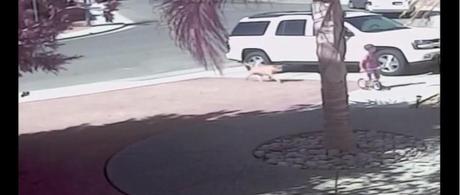 Gato de familia salva a niño del ataque de un perro