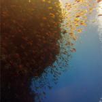 Mar Rojo Junio 2014 (Día 4) DSC00089