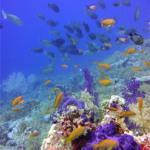 Mar Rojo Junio 2014 (Día 4) DSC00054