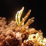 Mar Rojo Junio 2014 (Día 4) DSC00311